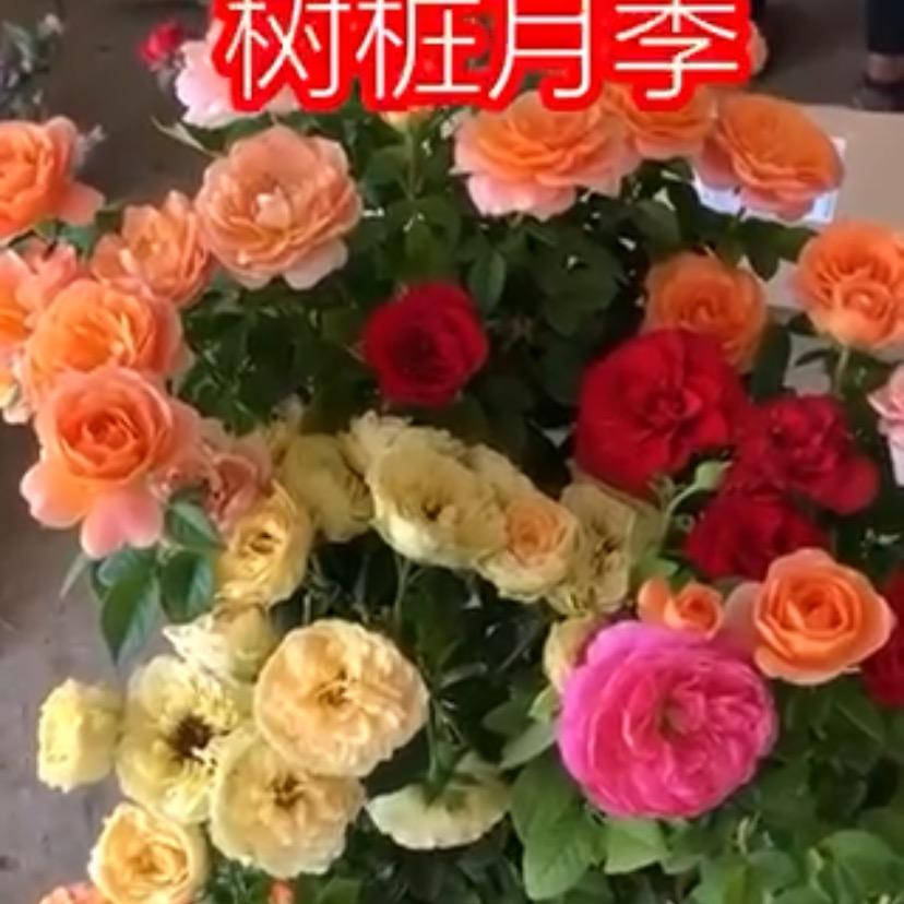 山东人卖精品大月季小号