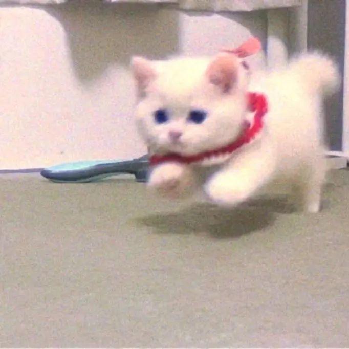 hi