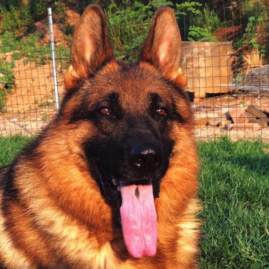 尚迪犬舍