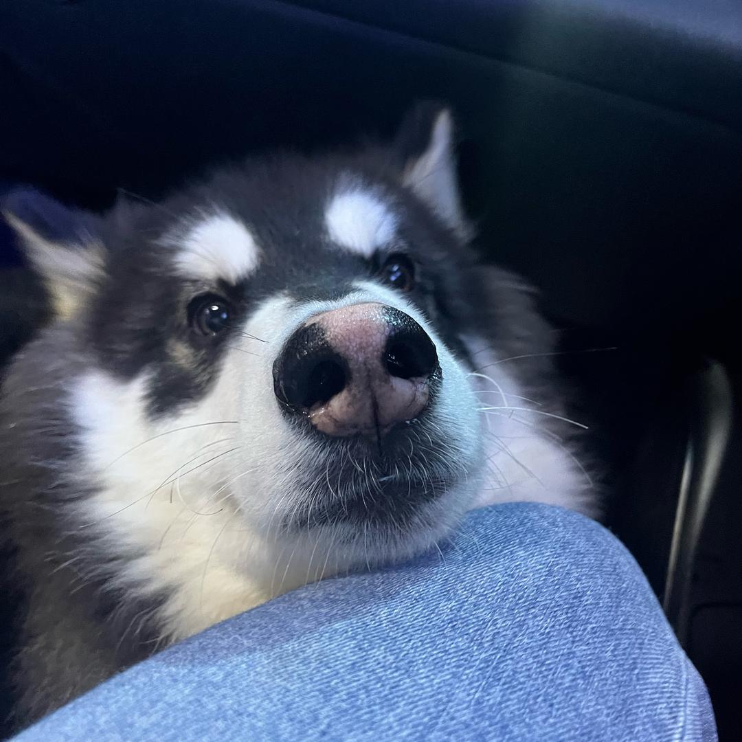 美贝犬舍(批发零售）
