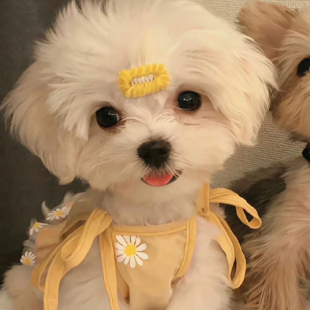 抓小狗