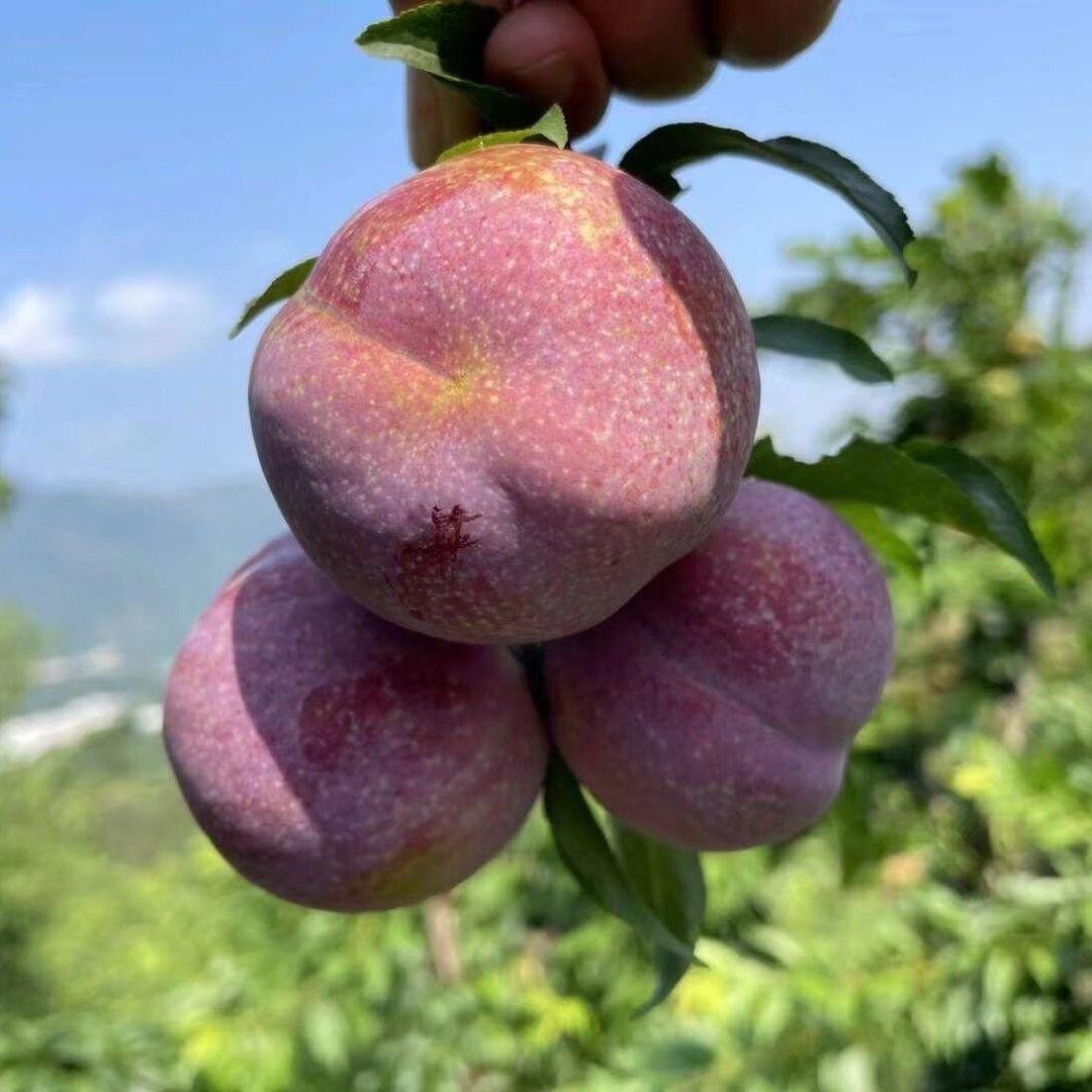 三华李哥哥
