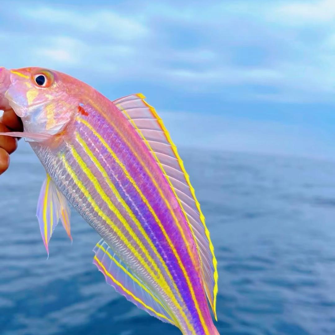水中🐟