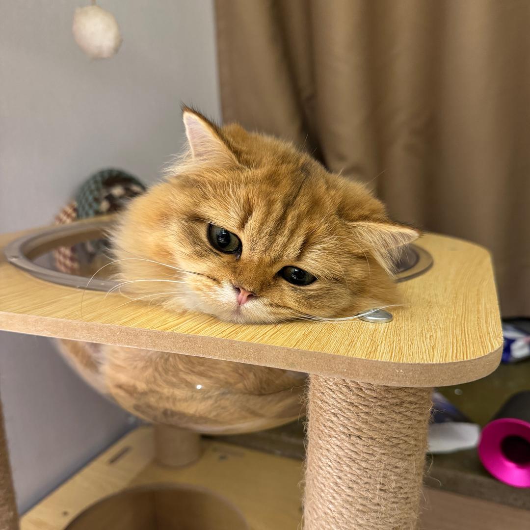 做特立独行的猪