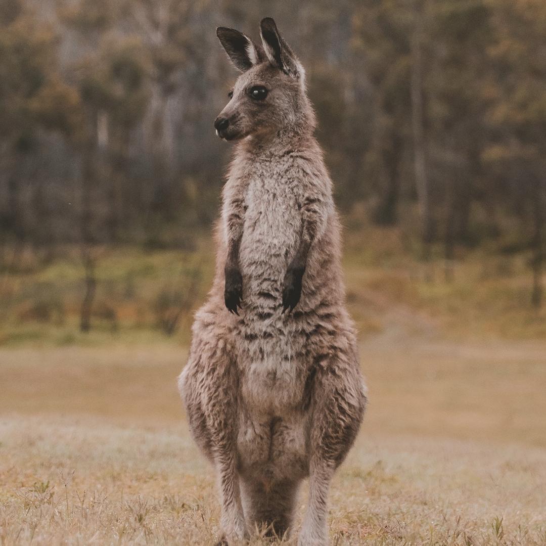 德宝地板(熊猫大道)官方号