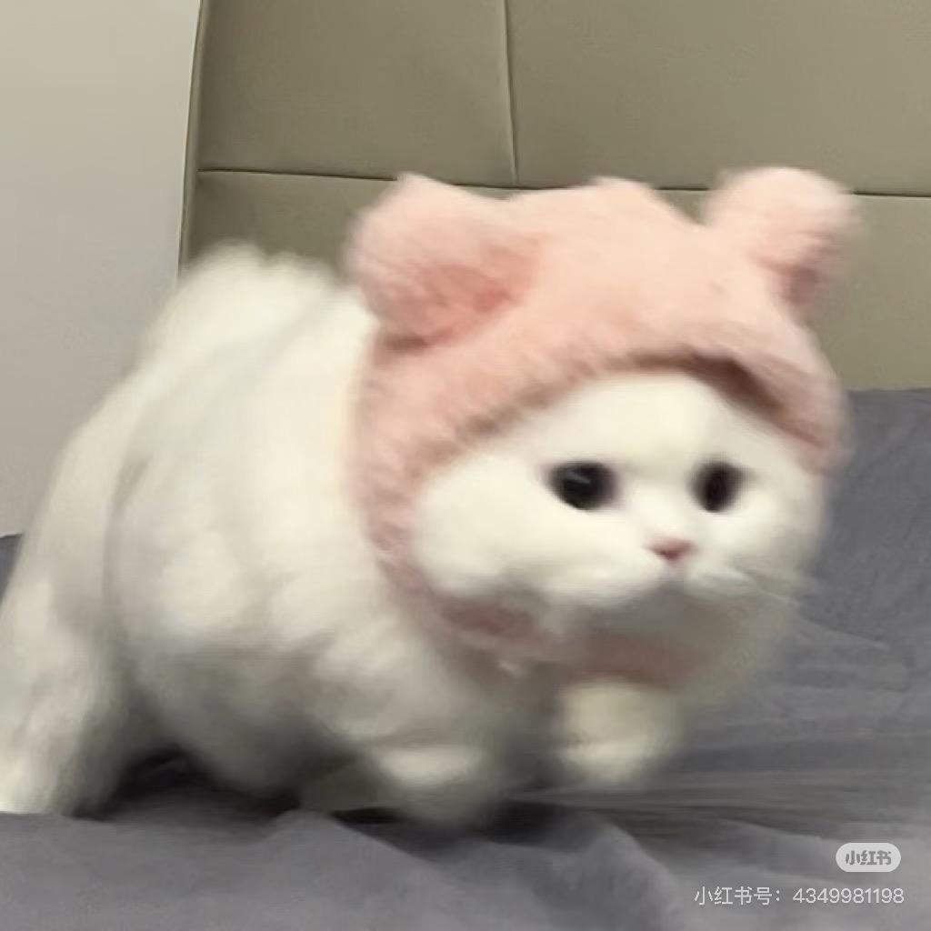 阿喵喵diu🌱