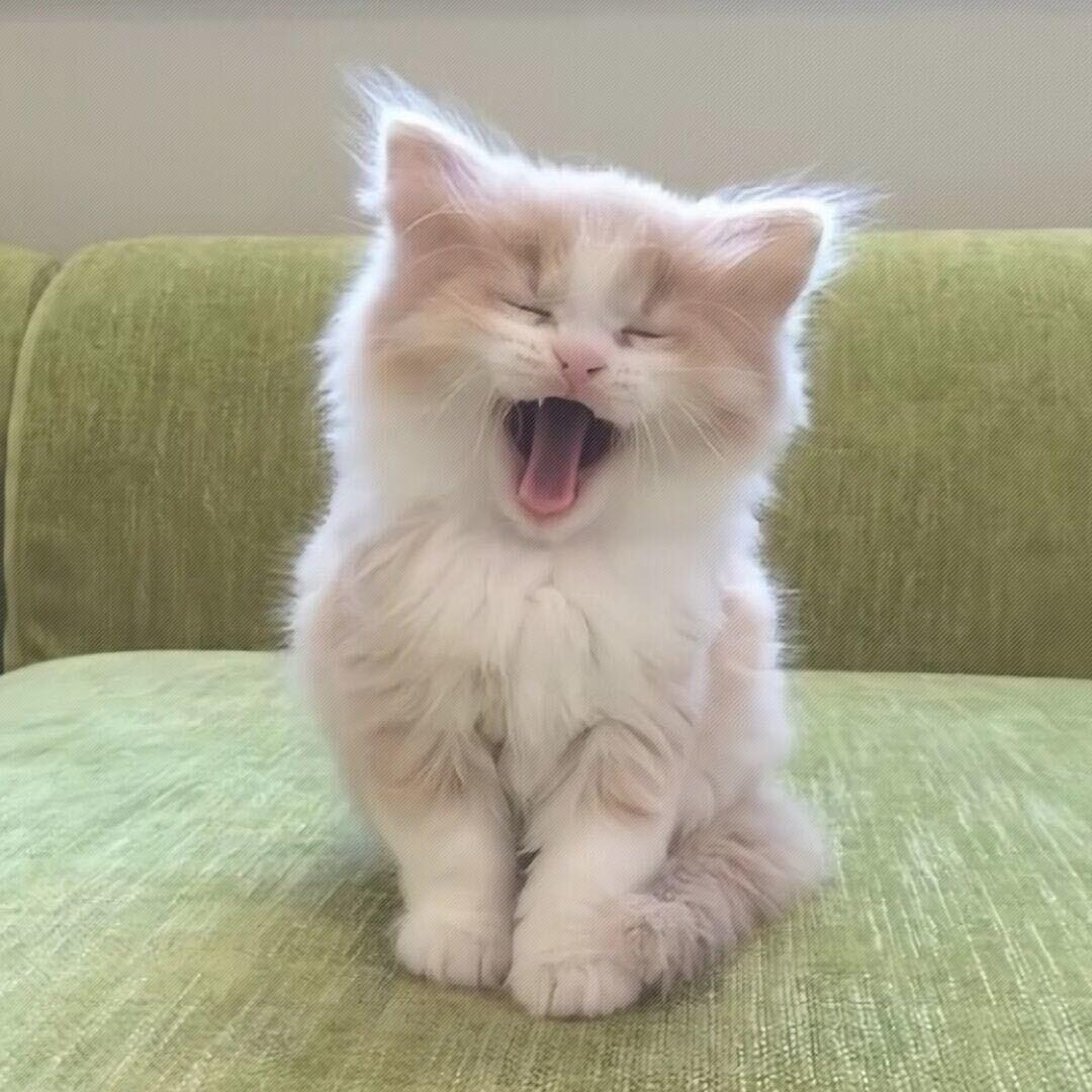 祁鱼