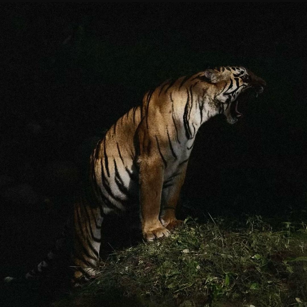 比路虎还虎的男人