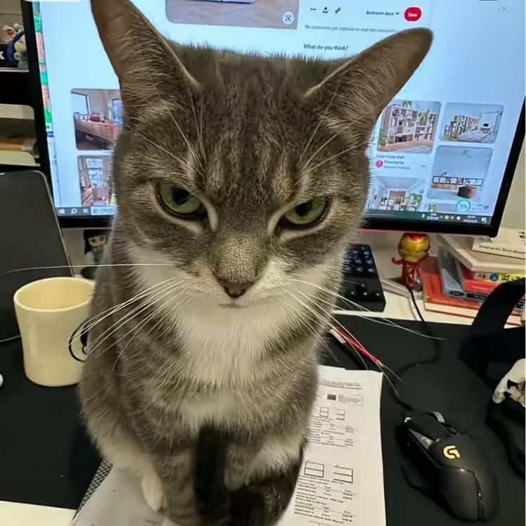 猫不是喵