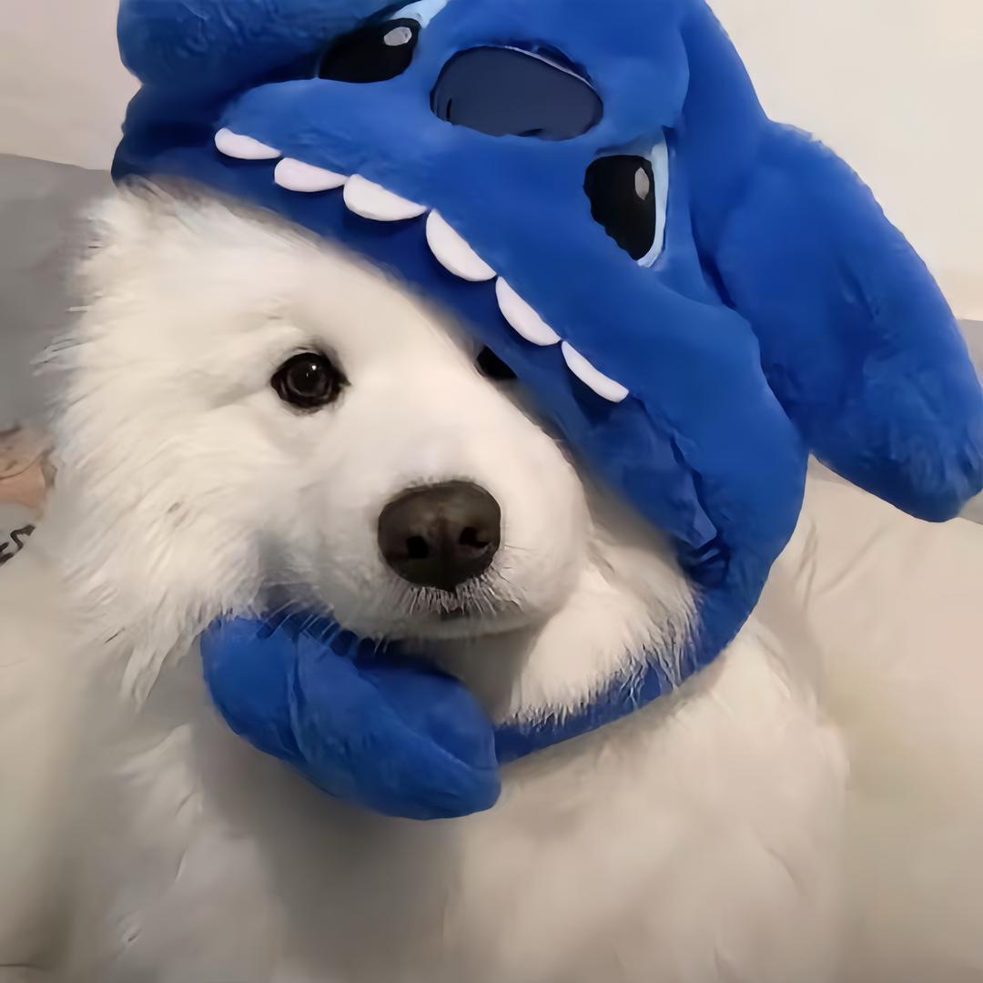 巷口猫