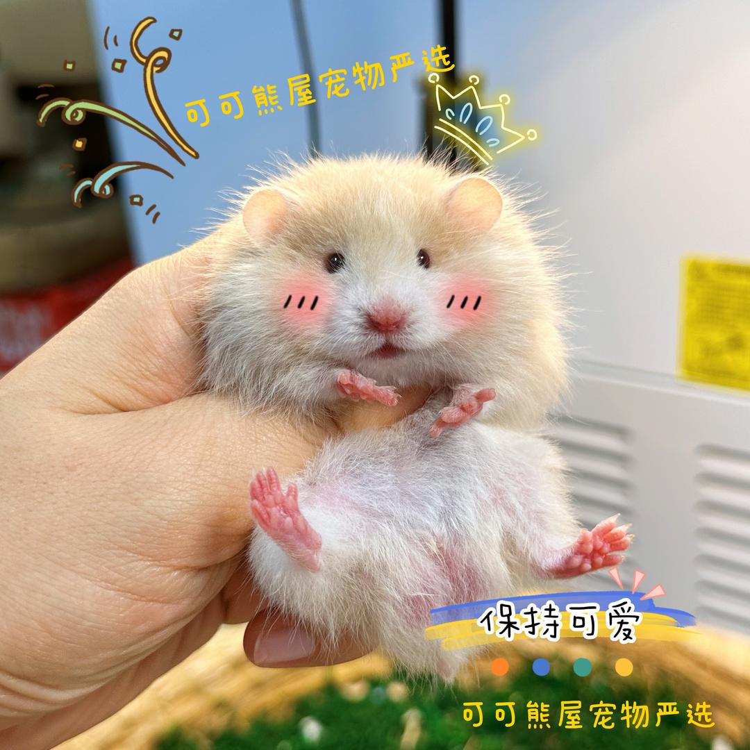 可可熊屋相伴巨晟