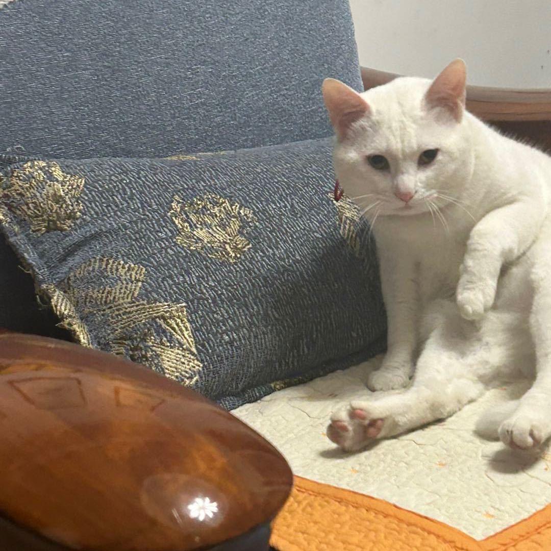 天照-