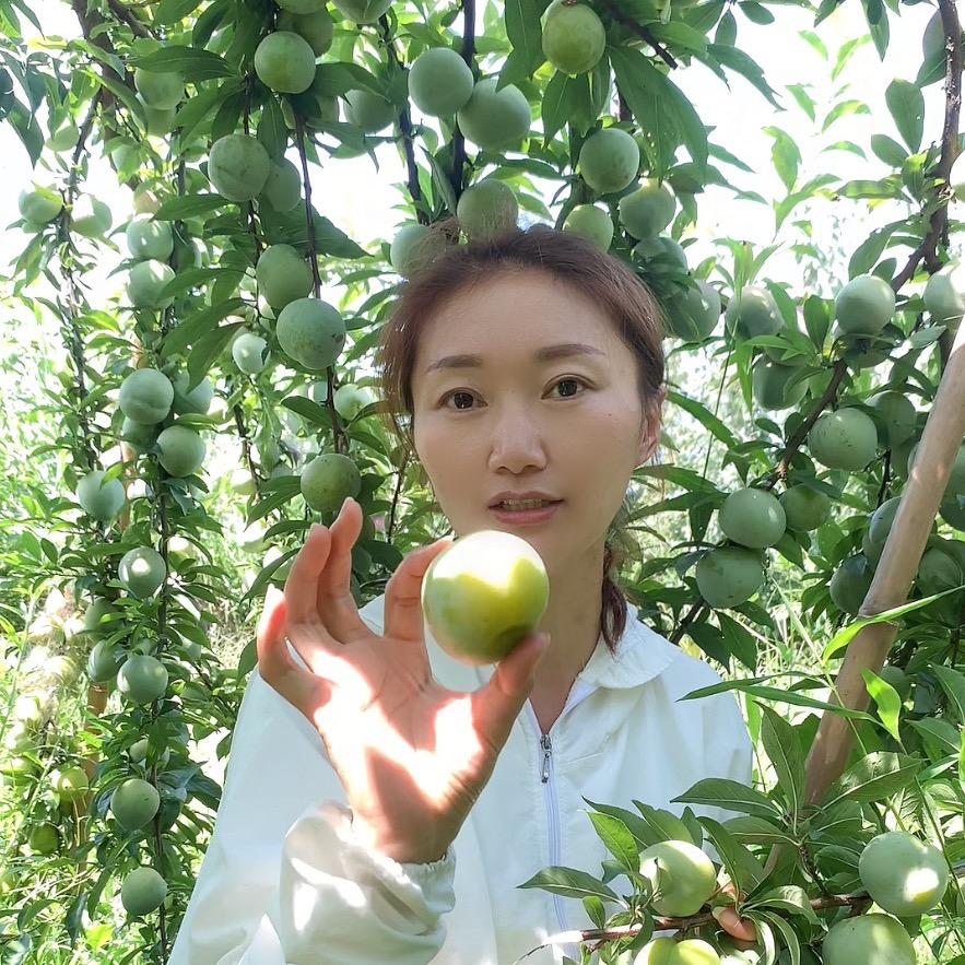 红鸿蜂糖李果苗
