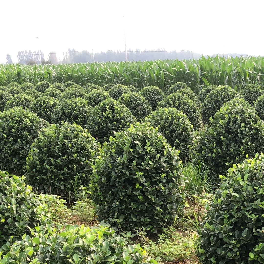 一见如故（卫茅球种植户）