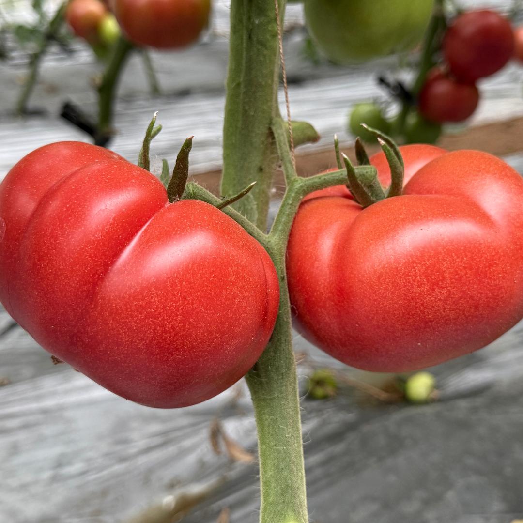 小陈西红柿🍅