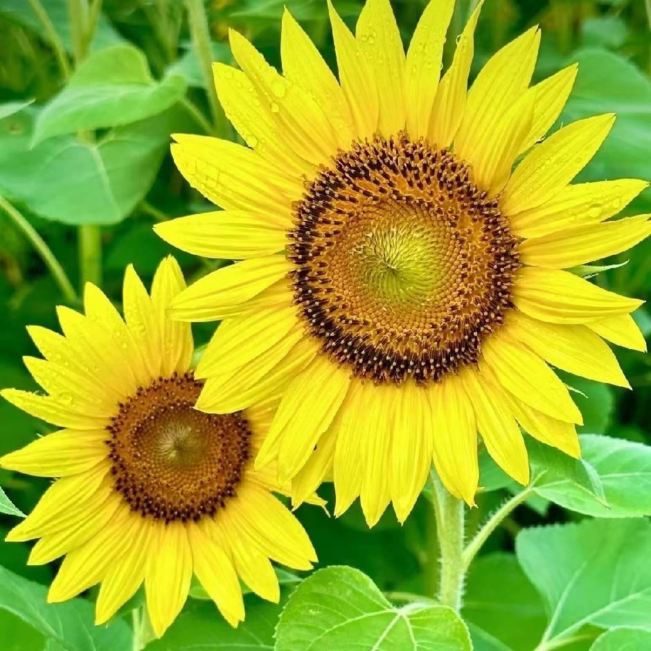 🌻
