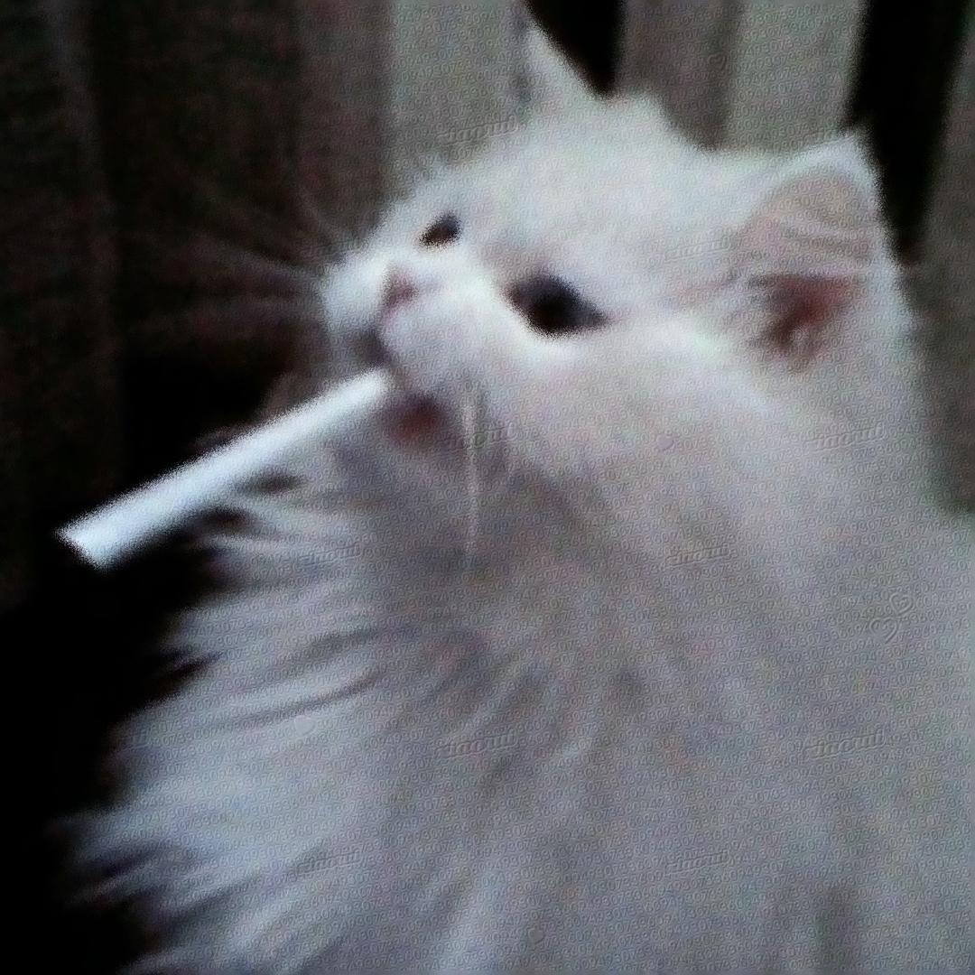 咸鱼蕊