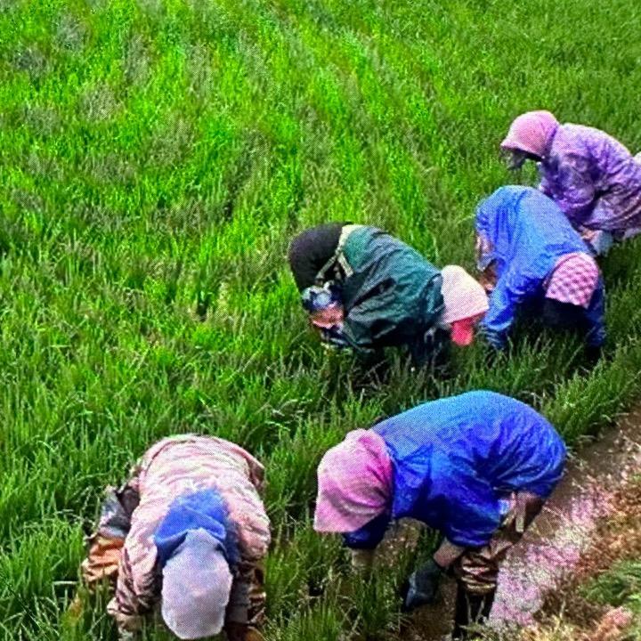 淳香稻场五常稻花香大米