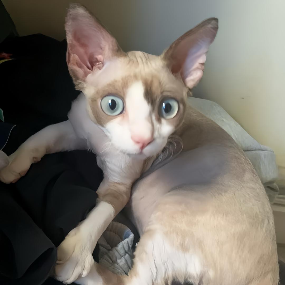 🐱暴躁德文