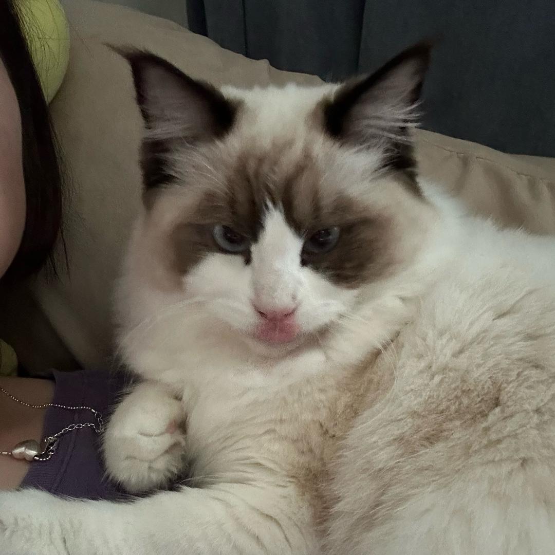猪猪猪想飞