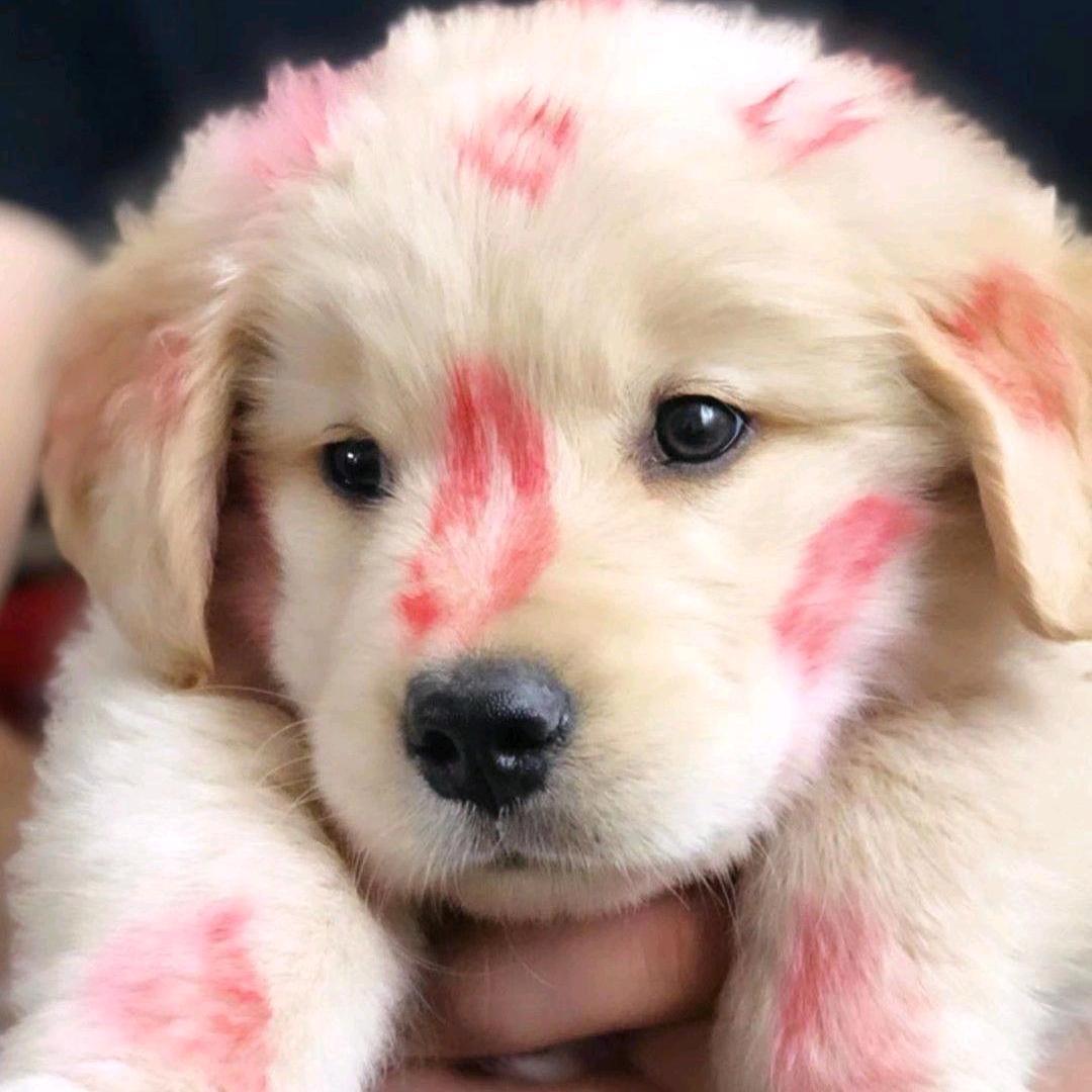 老板来十条狗🥰