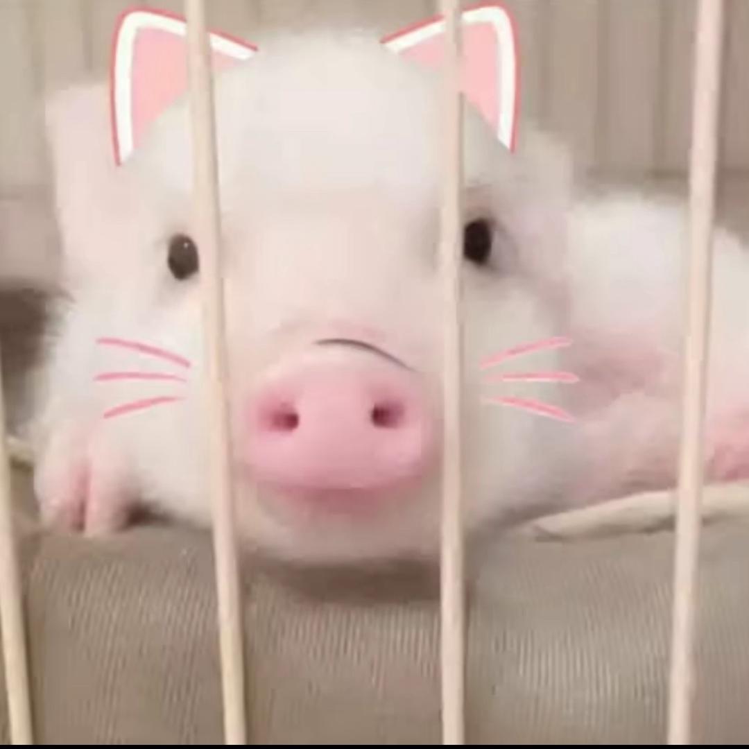农･ᴗ･