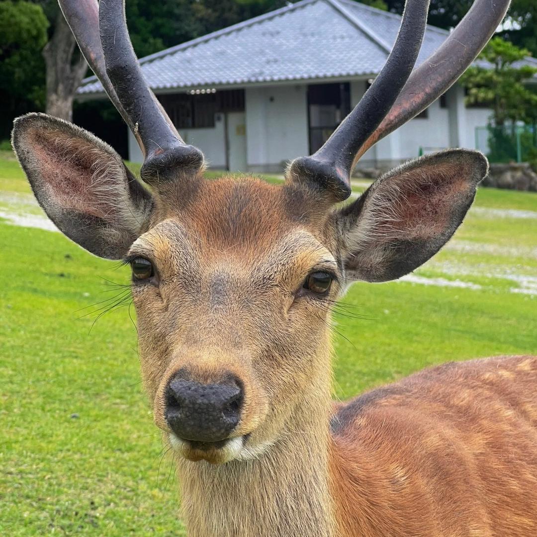 🦌隐云深