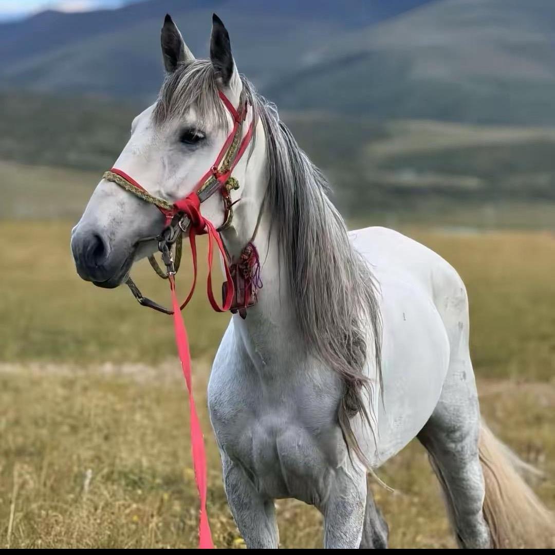 马背上的民族