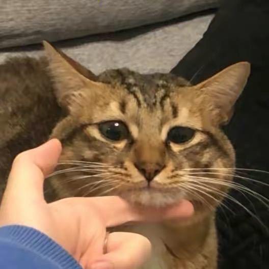 青瓦（精酿鸡尾酒）