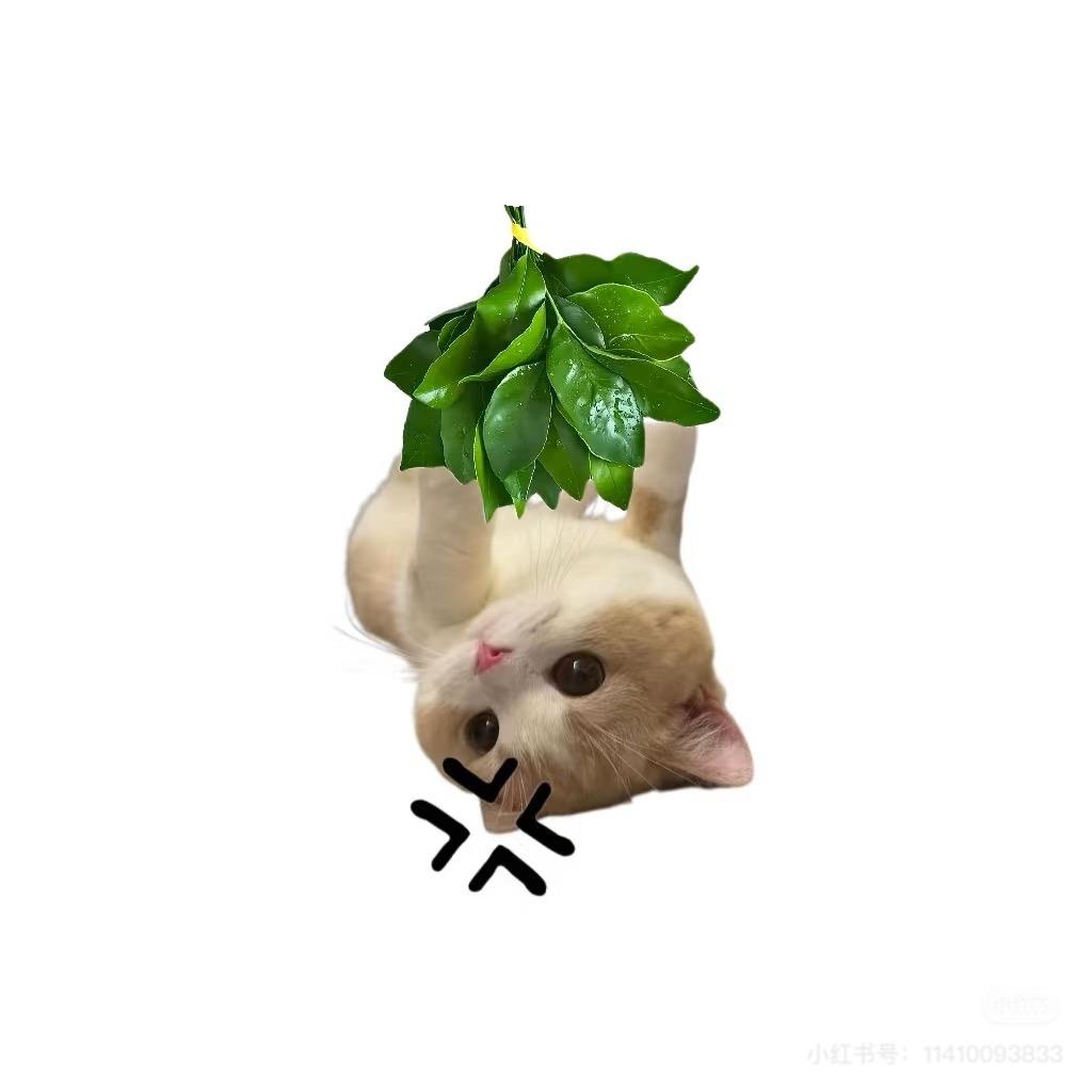 牛牛🐮