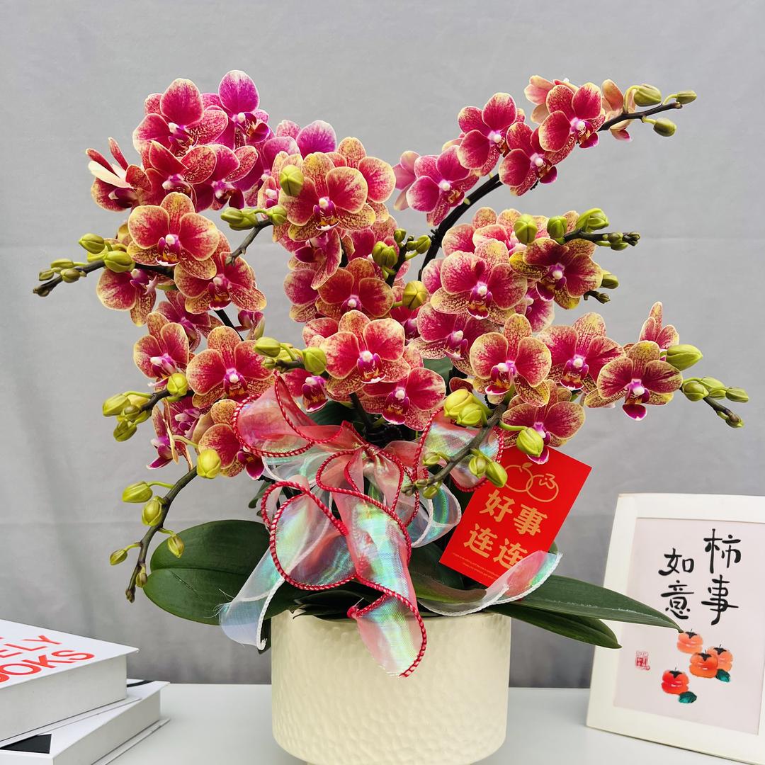 花满屋蝴蝶兰