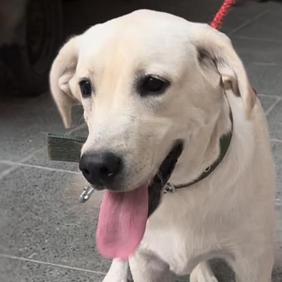 我的旺财长大了