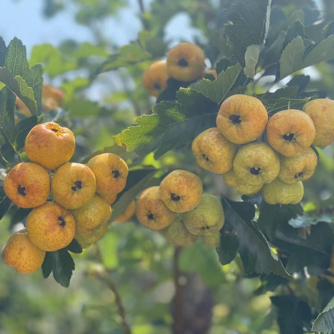 派总的农产品小店