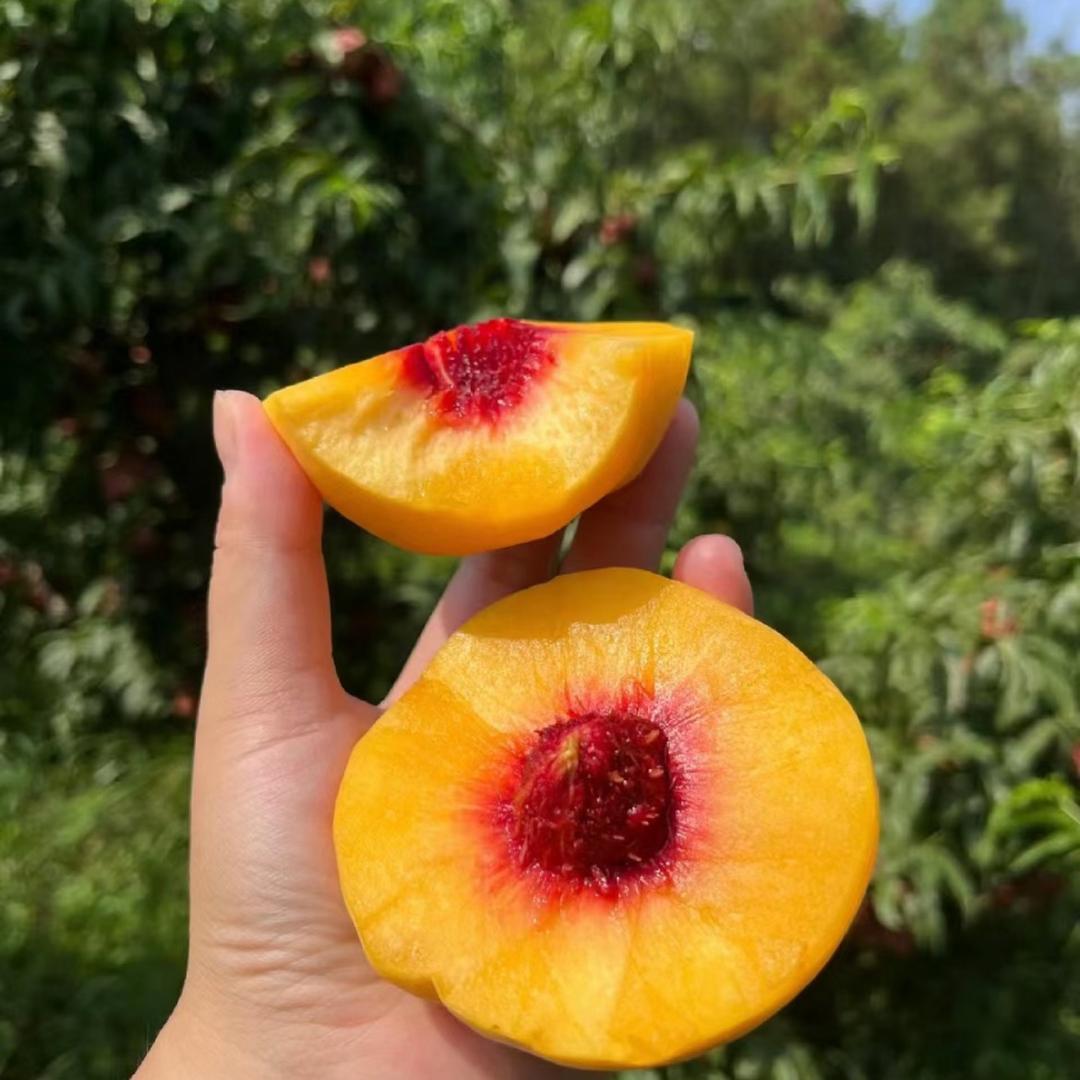 潜江纯天然水果采摘