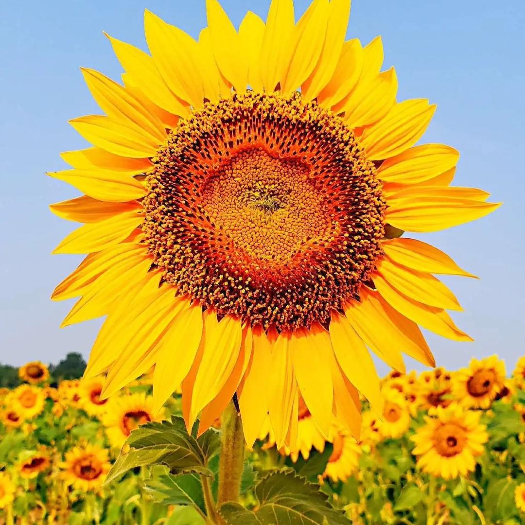 向日葵🌻🌻