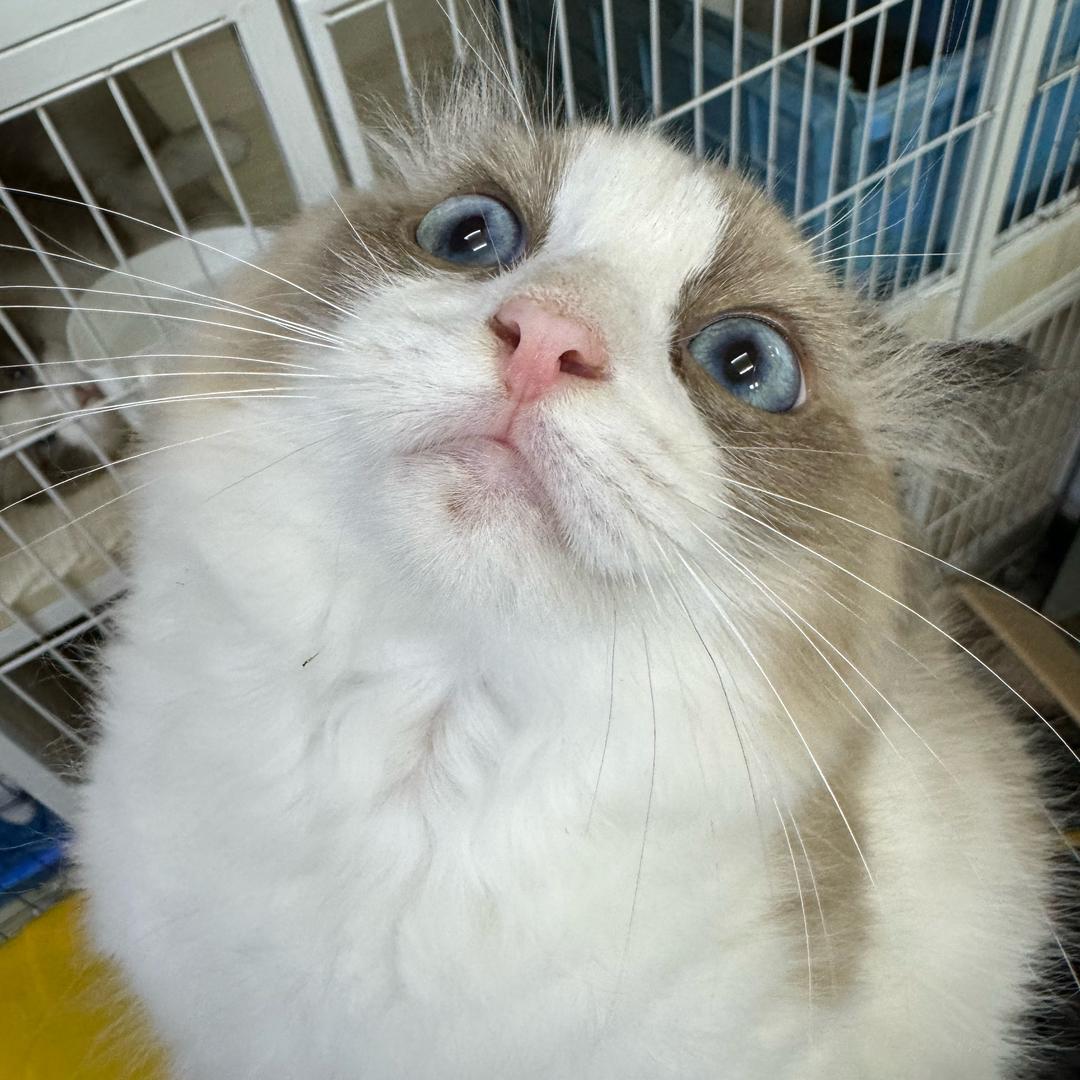 帕撒逆克