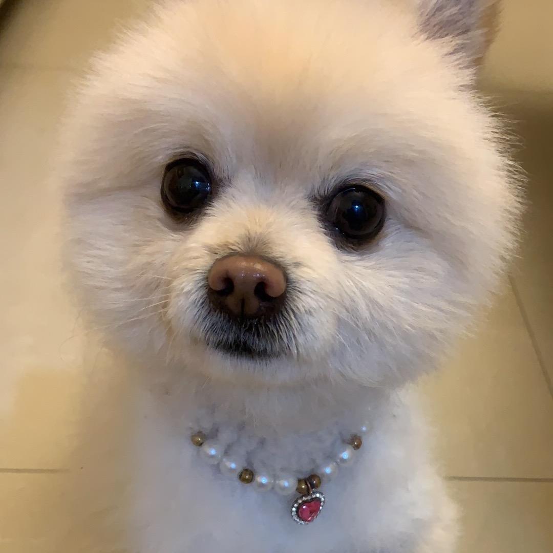 蛋黄是博美