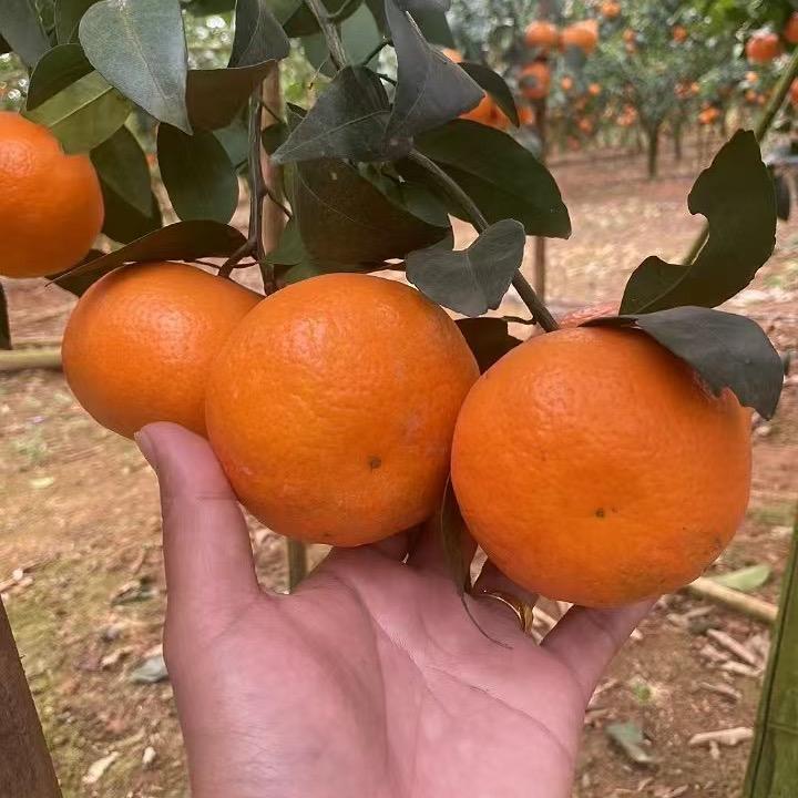 沃在手中