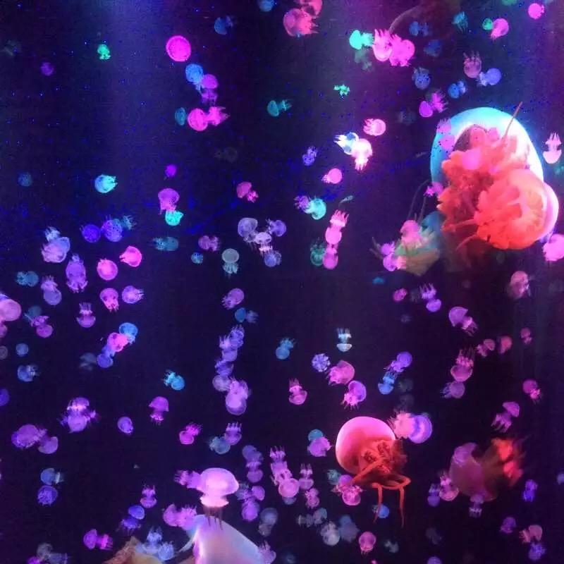 蝶舞天涯