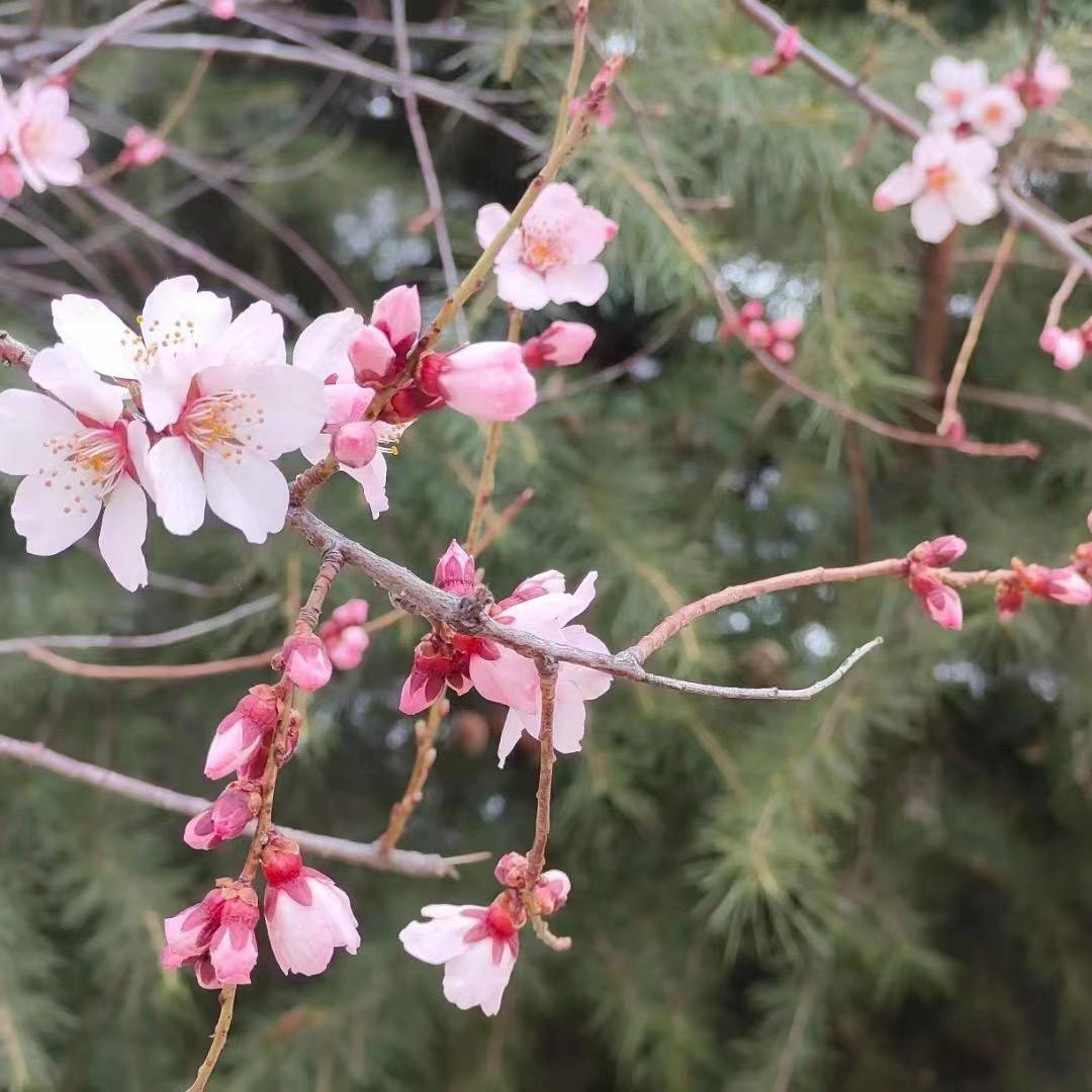 古月林夕