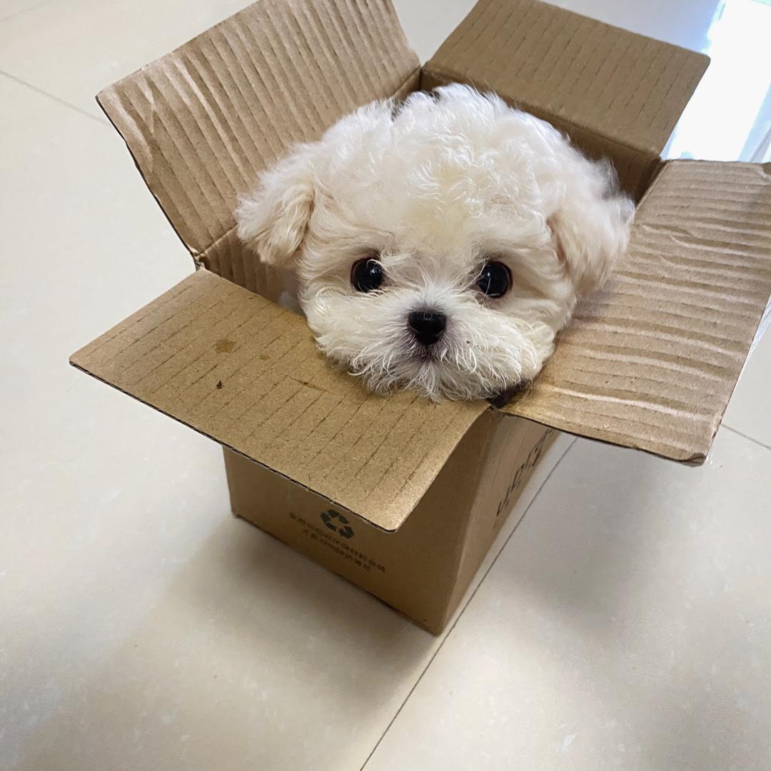 burbby是只小熊仔