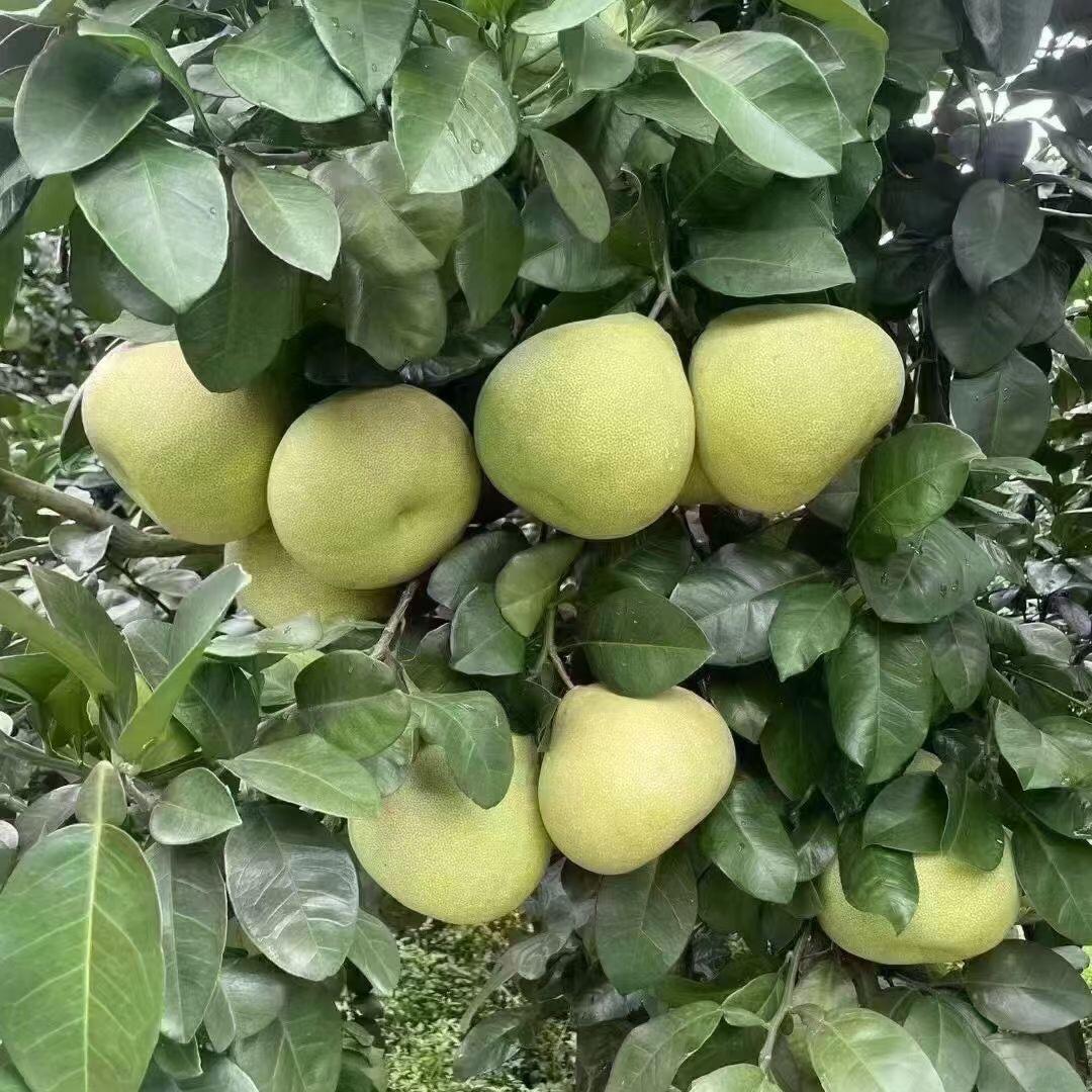 柚好吃