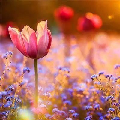 🎀陌上芳菲🎀