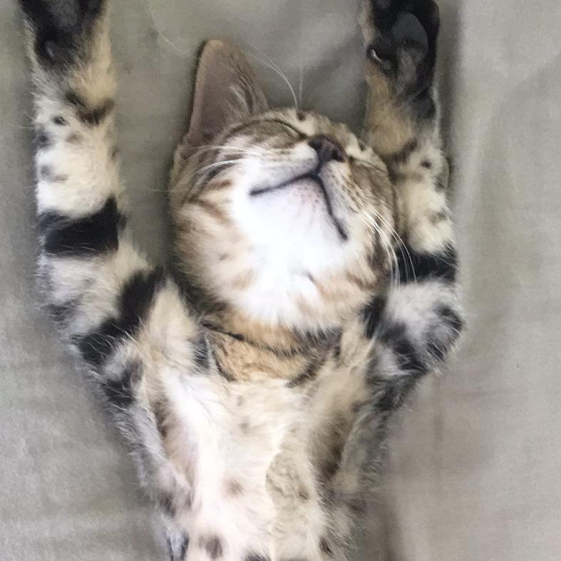 TigerNail小於菟美学穿戴甲