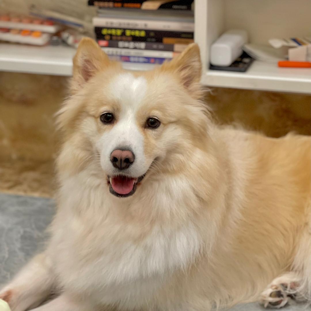 粘人小狗精૮・ᴥ - ა