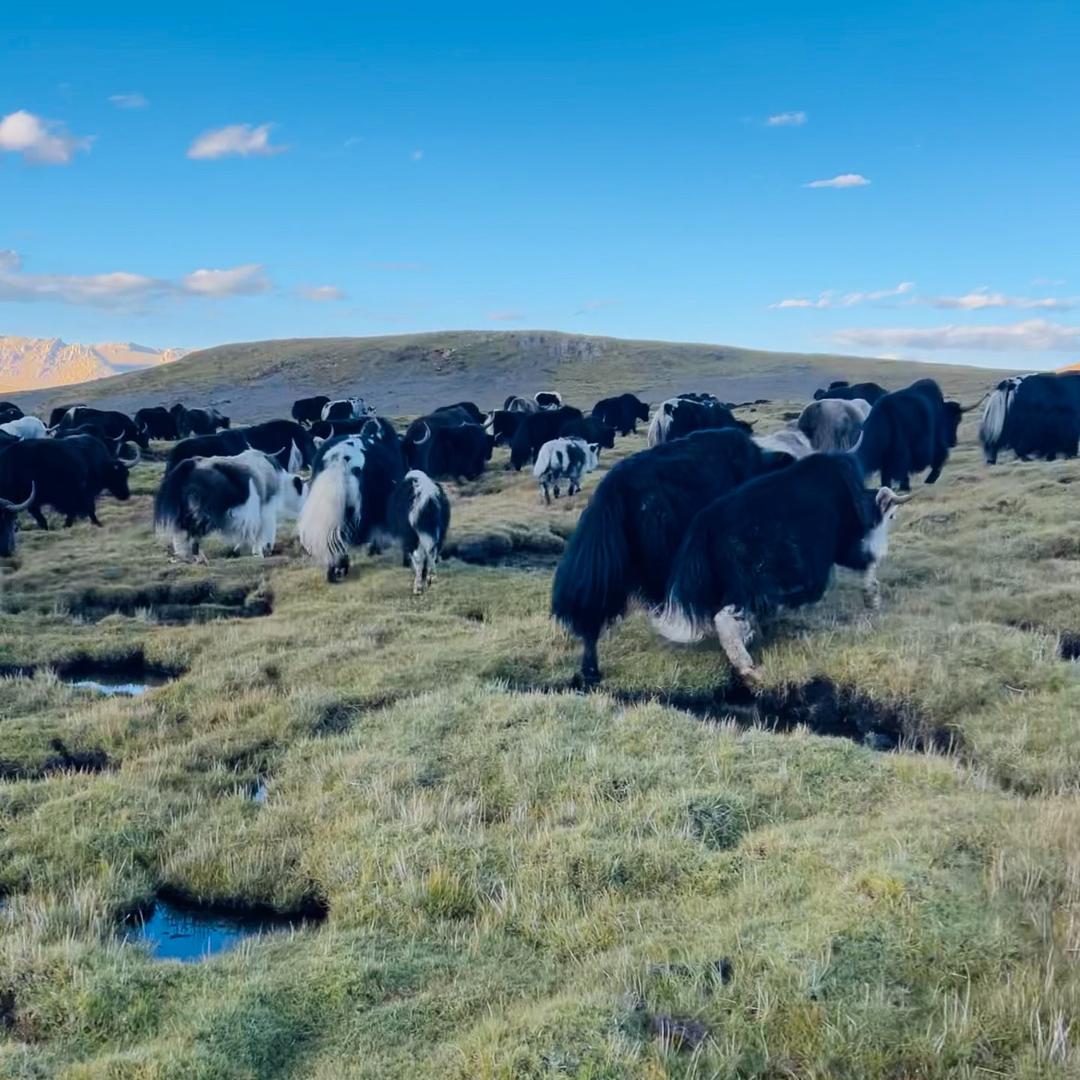 ࿐ནོར  🏔️