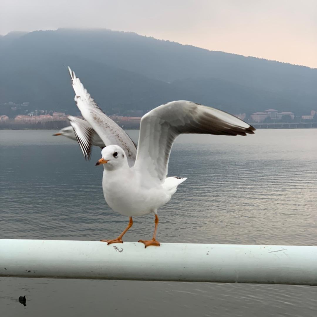 不甜的唐