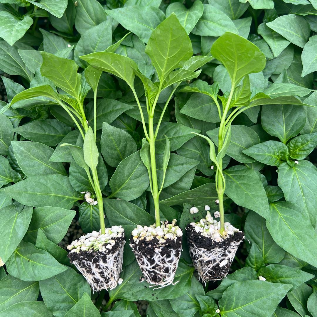 种苗大王农品优选店