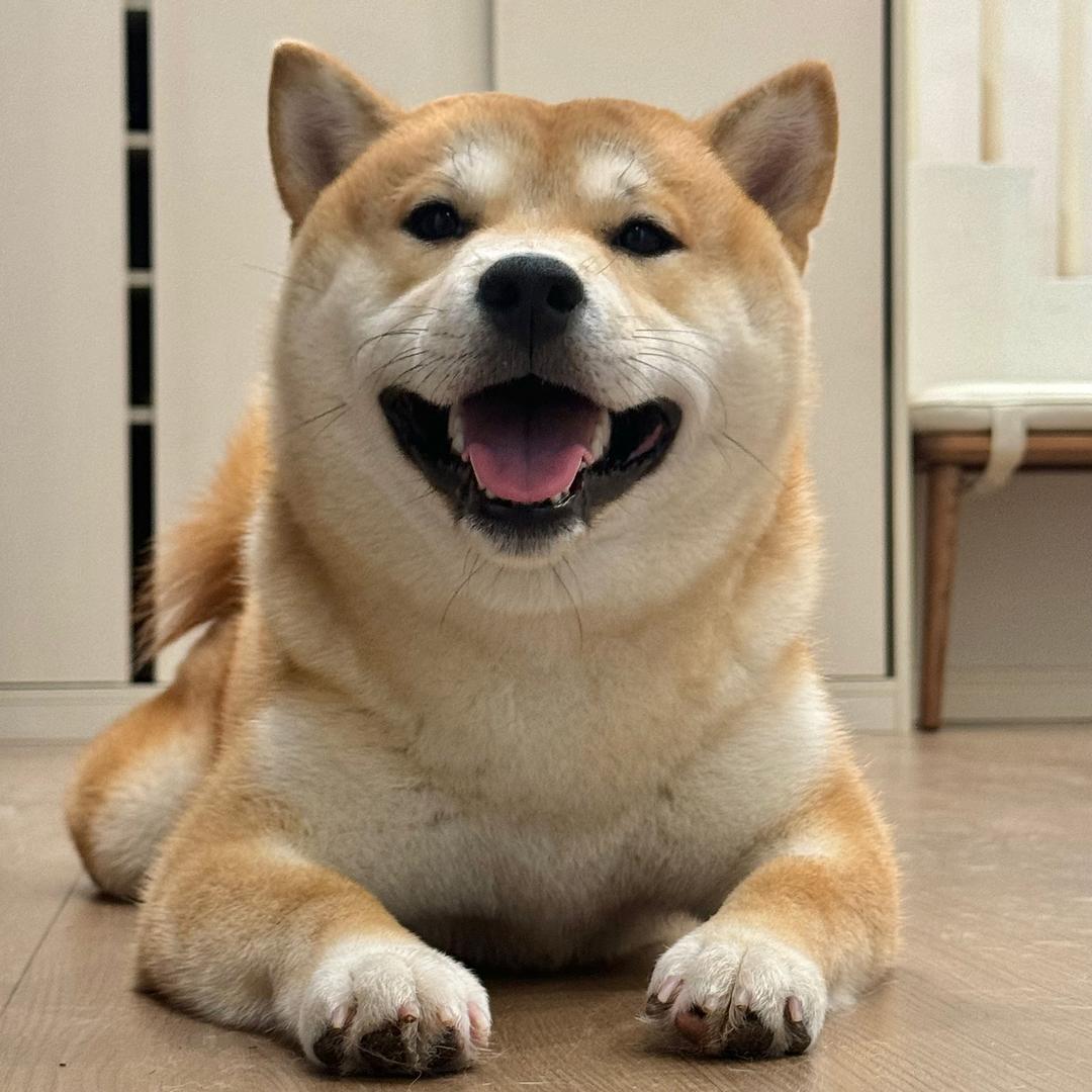 柴犬小吐司🍞