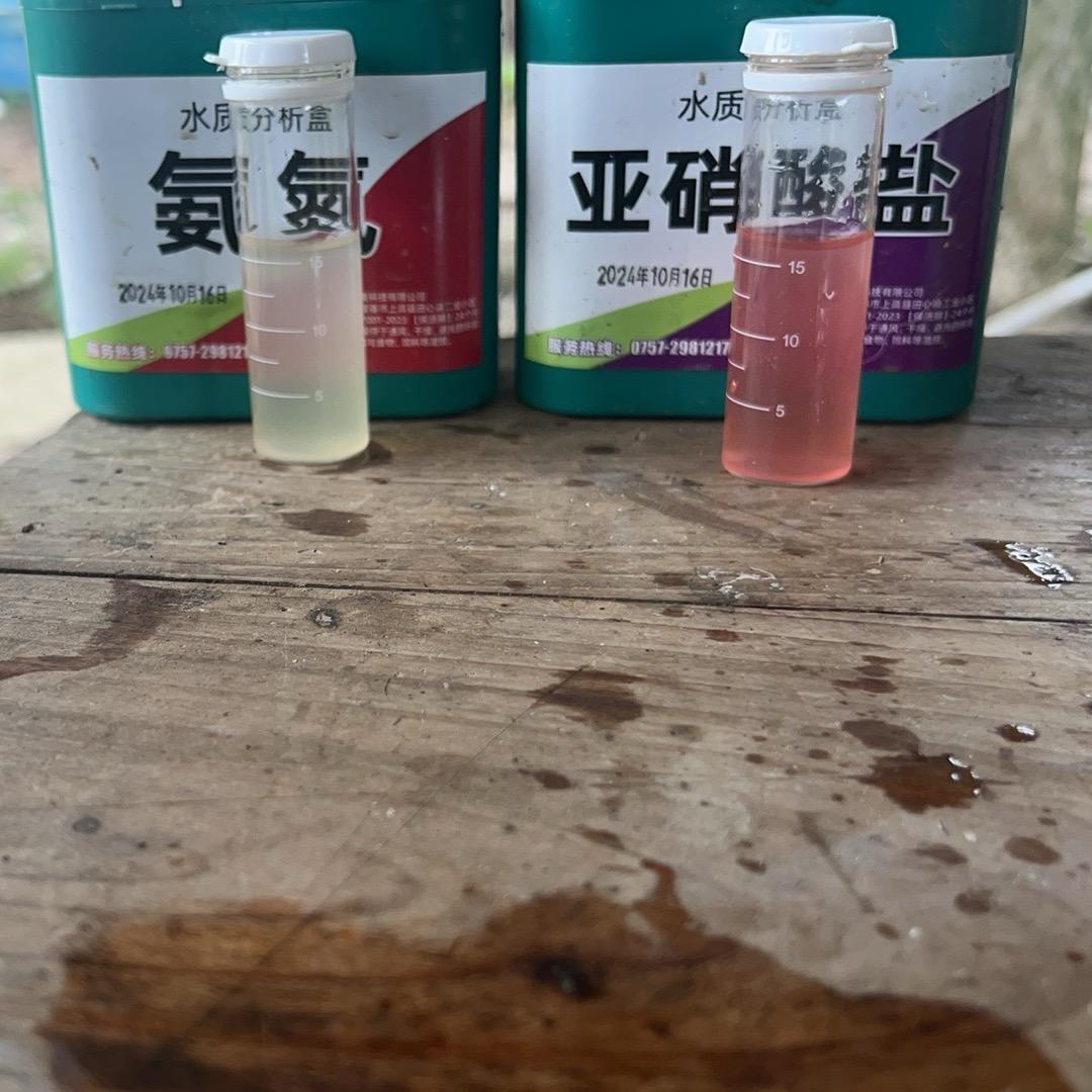 新手养饲料鳜鱼